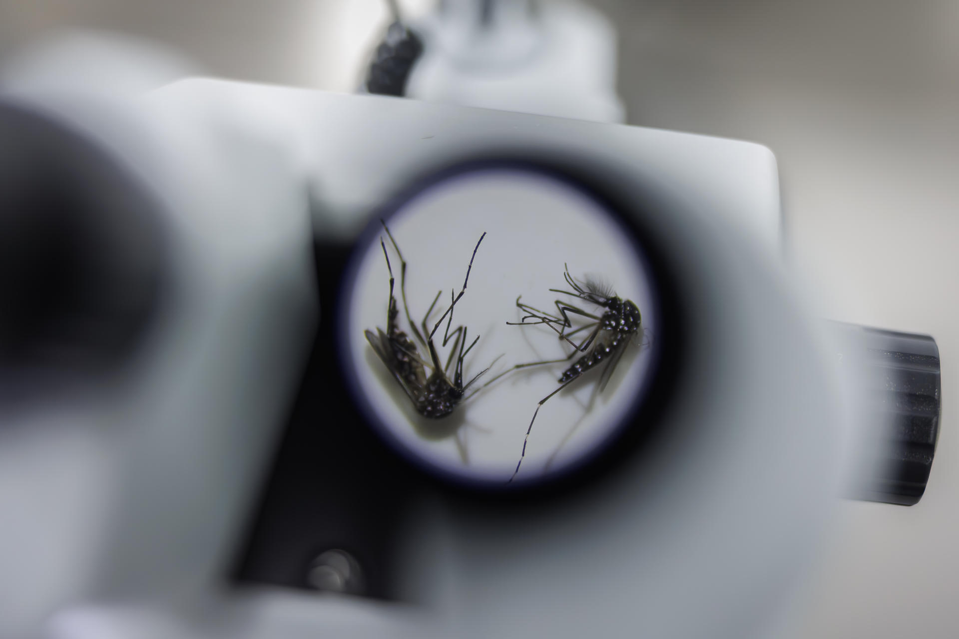 Así están luchando los científicos para acabar con el peligroso mosquito “Aedes aegypti”