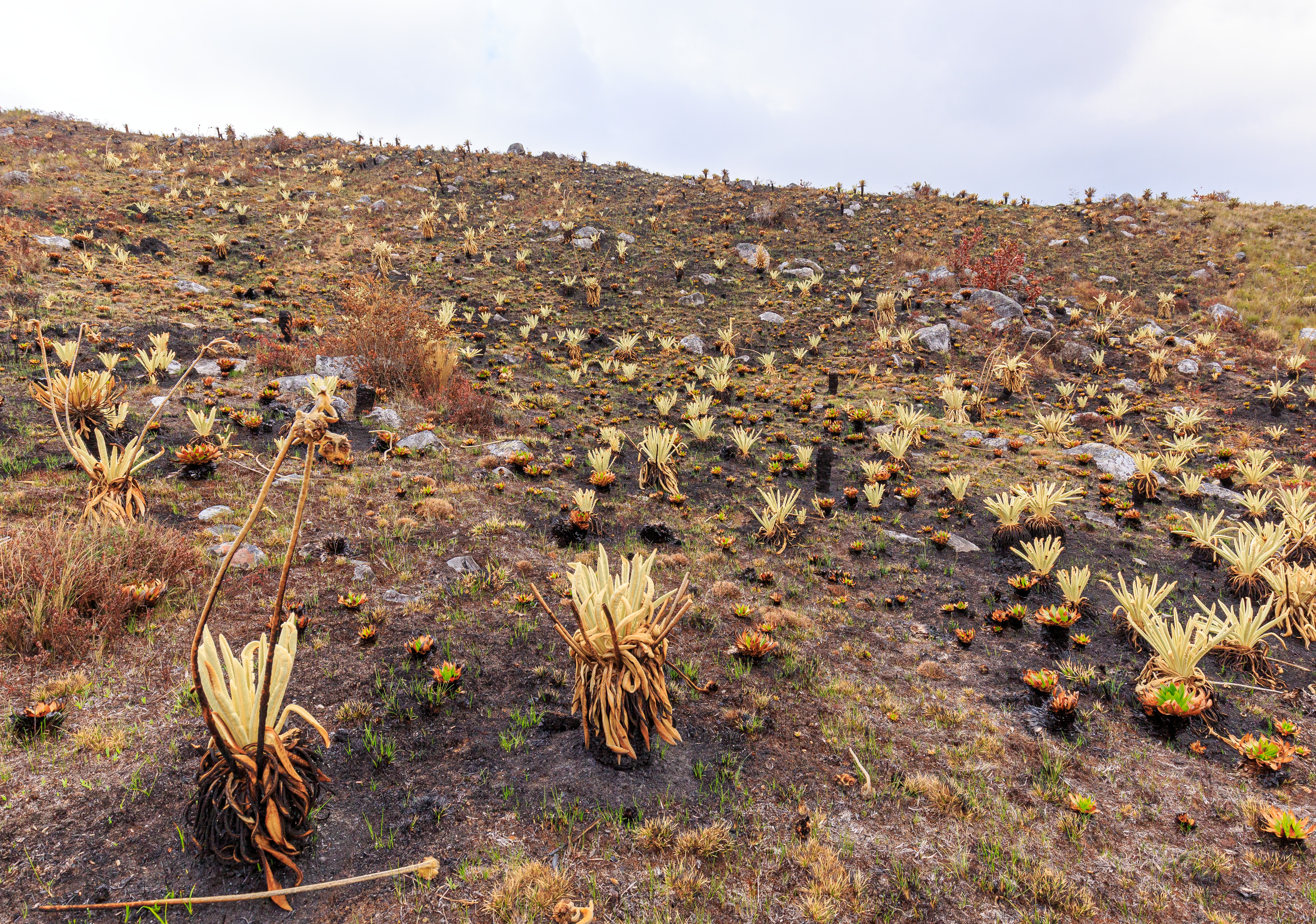 El ranking de páramos más afectados por los incendios en Colombia