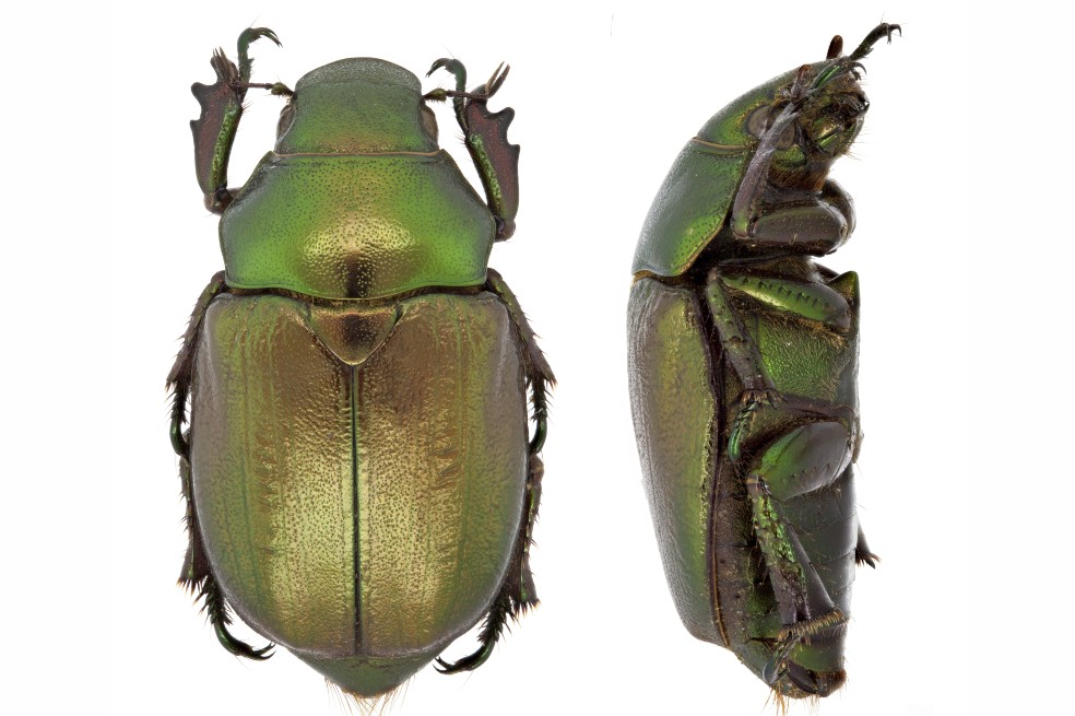 Esta especie proviene de la tribu Anatistini, que es exclusivamente neotropical e incluye cuatro géneros (Anatista, Chalcochlamys, Spinochlamys y Spodochlamys) y 21 especies, las cuales están restringidas a las regiones boscosas.