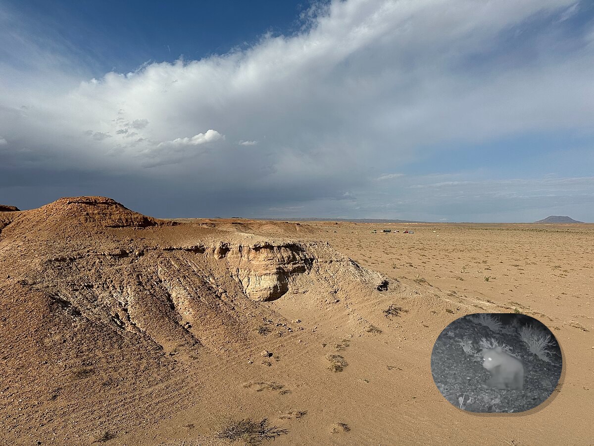 Se cree que en el desierto gobi hay entre treinta y cuarenta ejemplares de este oso.