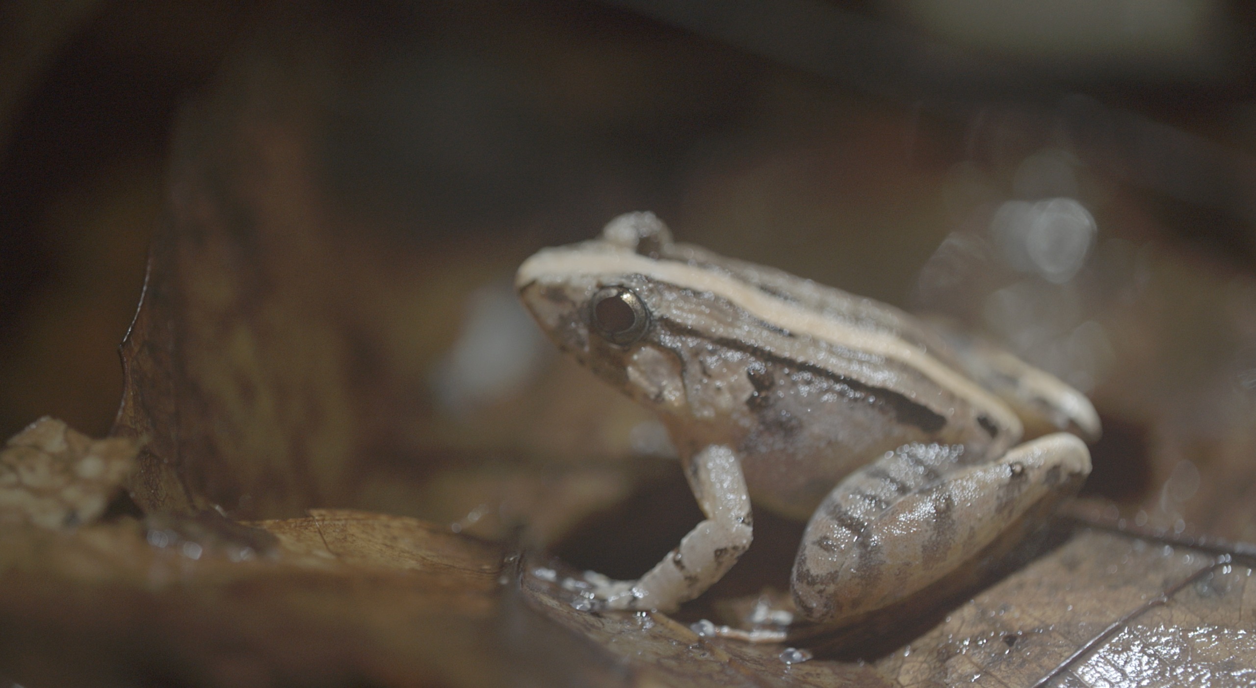 El canto ignorado de las ranas hembra: la historia que la ciencia pasó por alto
