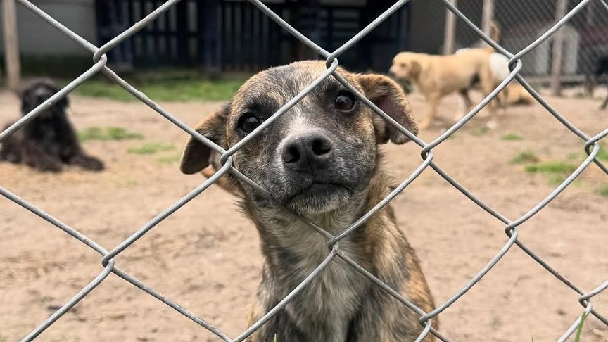 Los perritos por los que nadie pregunta en una fundación: refugio expuso tristes razones
