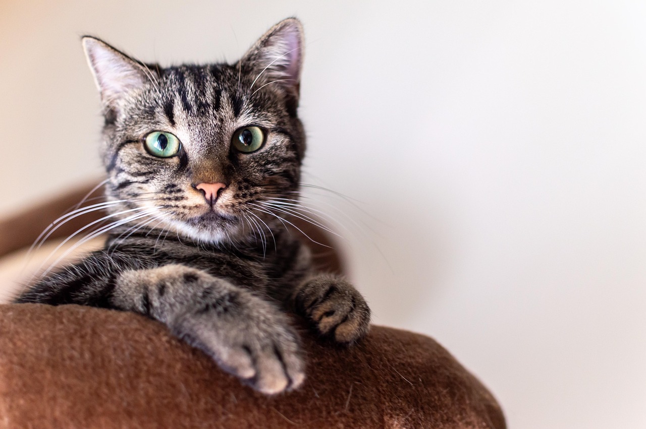 Aunque los gatos son animales independientes, necesitan compañía y afecto.