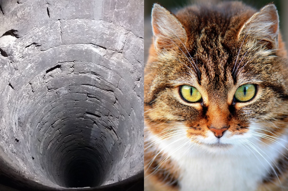 Trágico rescate: cinco héroes mueren intentando salvar a un gato atrapado en un pozo