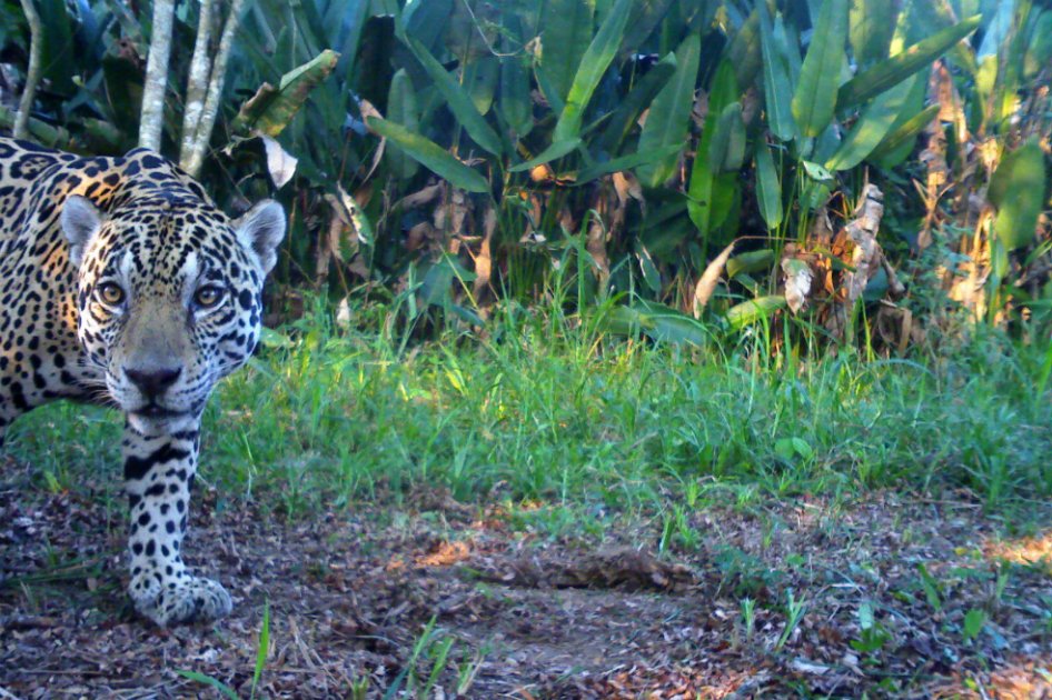 Autoridades ya saben quién mató al jaguar en el Magdalena Medio