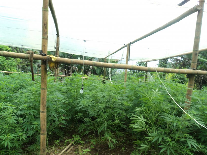 Destruyen invernadero con 3 mil matas de marihuana