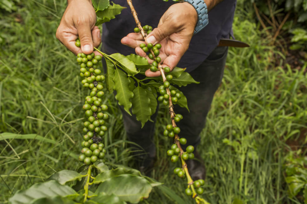 Producción de café cayó 12% en marzo de 2020