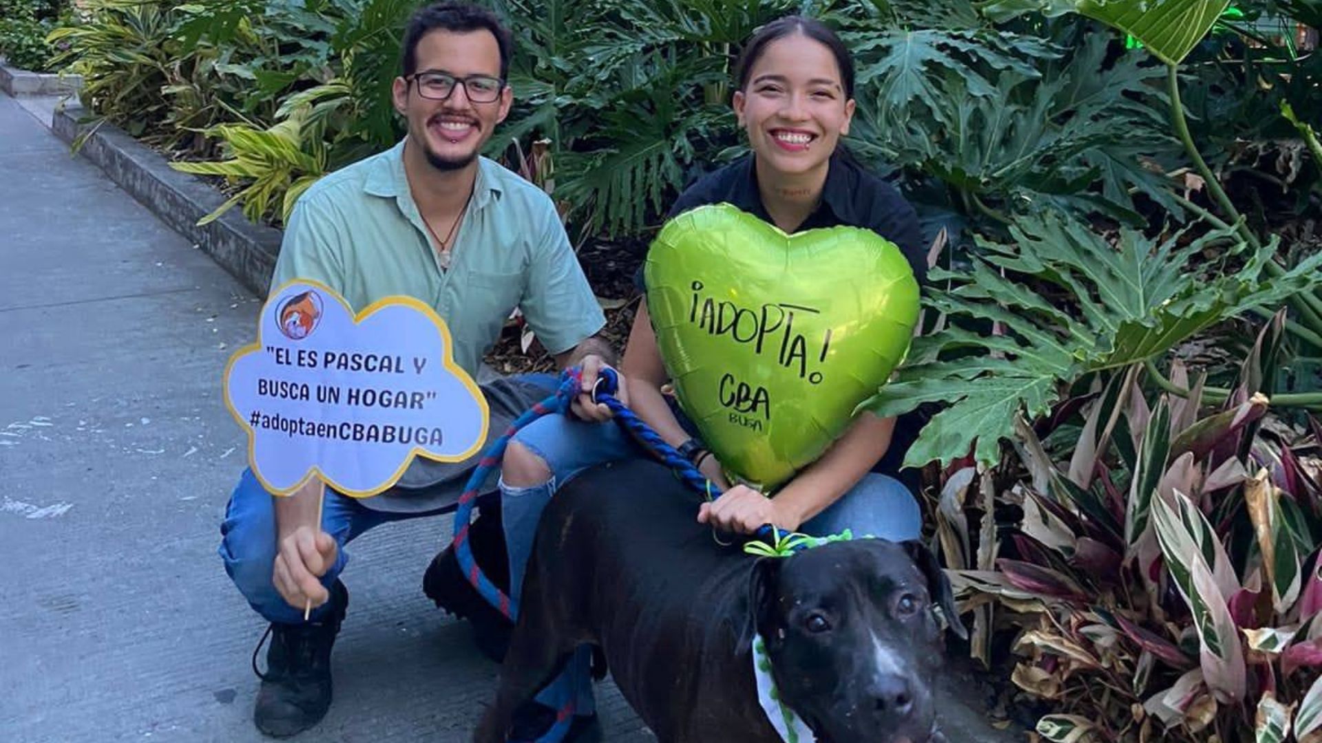 ¡Gran jornada de adopción! Se espera que 200 animales encuentren un hogar en Buga