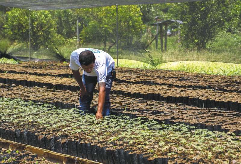 Los excombatientes de Putumayo trabajan por la reforestación de la Amazonía