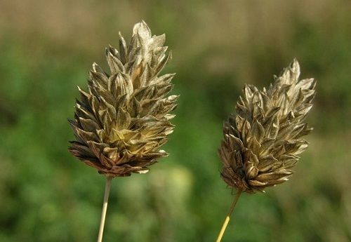 Biodiversidad para alimentar la eco esperanza