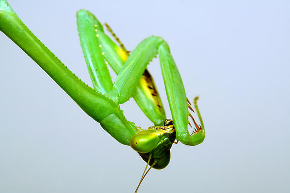 Los insectos son protagonistas