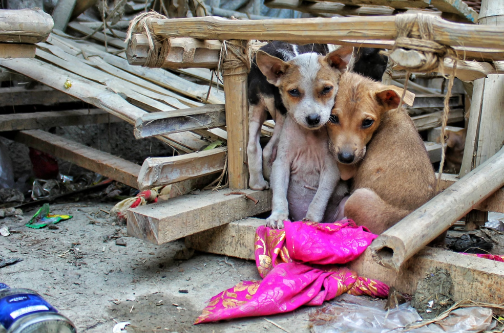 Las mascotas que quedan abandonadas cuando deportan a sus dueños
