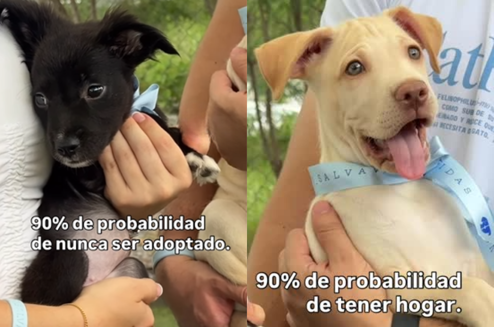 Uno recibió decenas de solicitudes, el otro nunca será adoptado: ¿por qué?