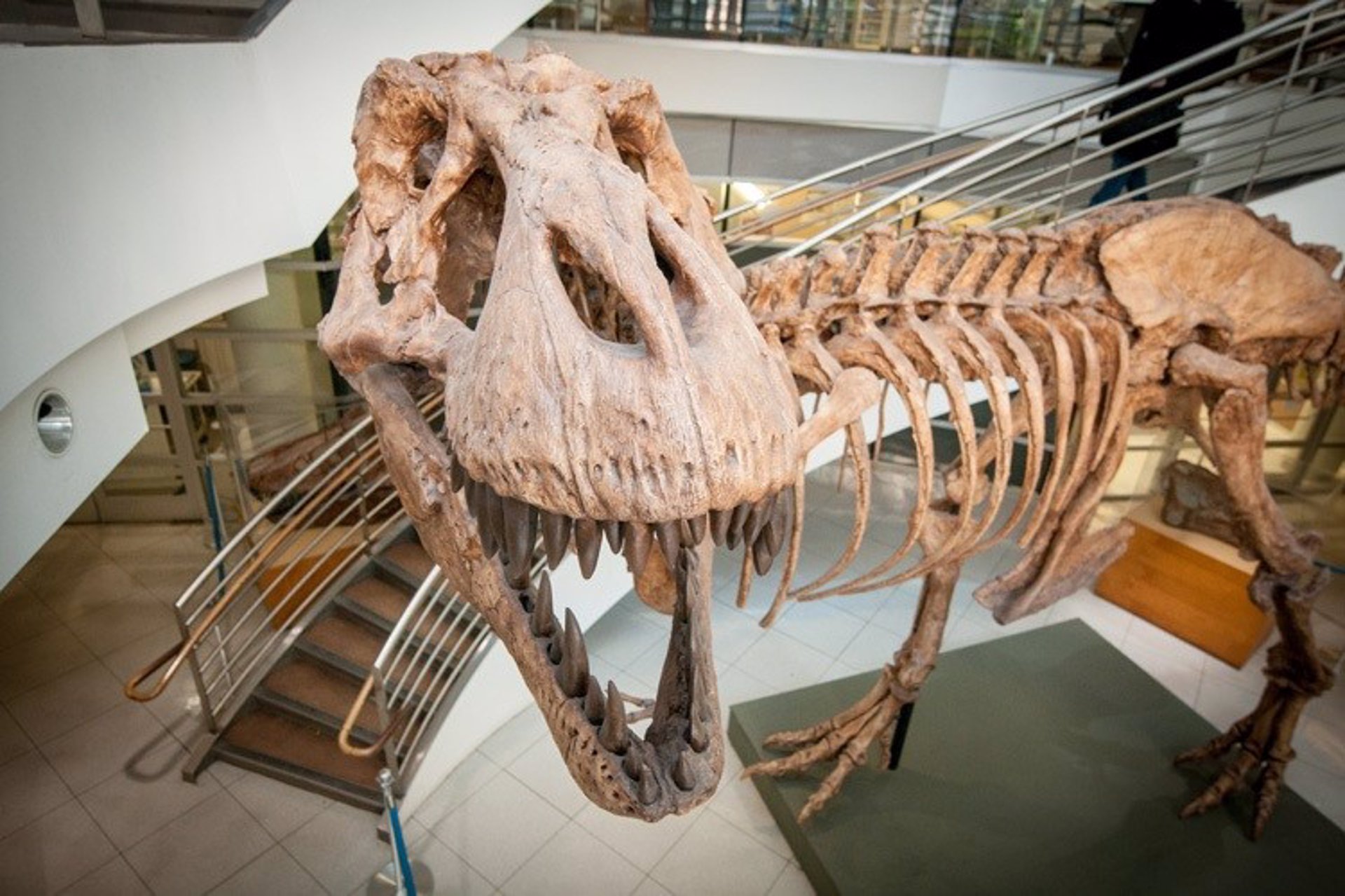 ¡A la venta un esqueleto de Tyrannosaurus rex!