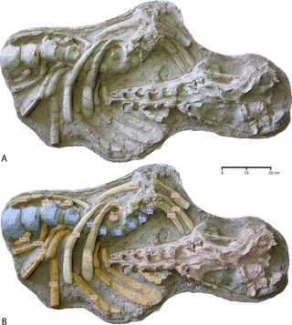 Los investigadores estudiaron el cráneo y las vértebras de esta especie.