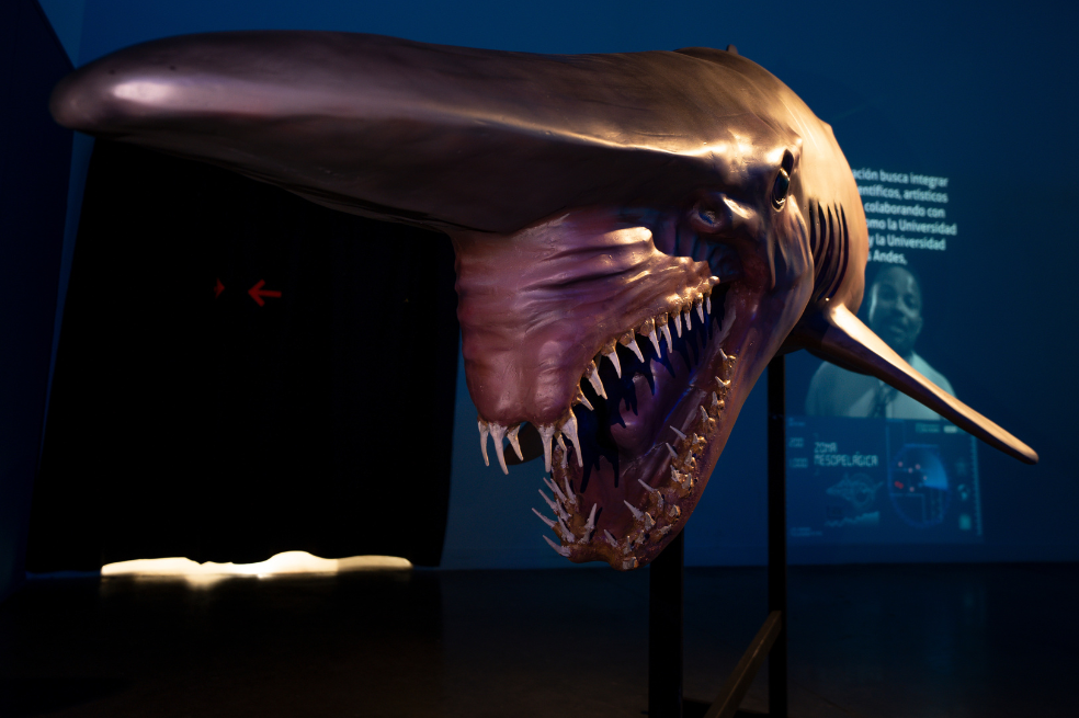 La exposición que trajo a los tiburones que habitan en Colombia al centro de Bogotá