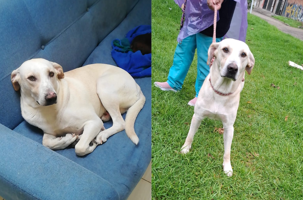 “Nadie pregunta por él”: un perrito lleno de cariño busca hogar en Bogotá