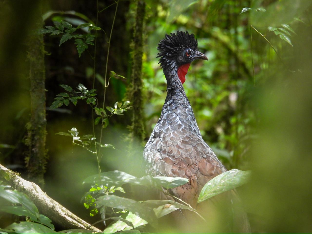 Risaralda Bird Festival 2026: así será el evento de avistamiento de aves