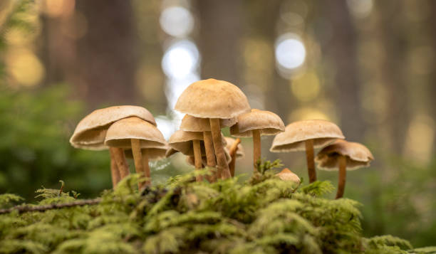 Flora, fauna y ¡hongos!: la petición para incluir a los hongos en el relato del mundo