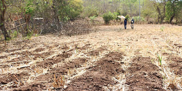 ONU y FAO preocupadas por sequía en Centroamérica