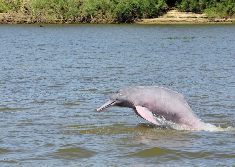 Una expedición para entender cómo salvar a los delfines del Orinoco
