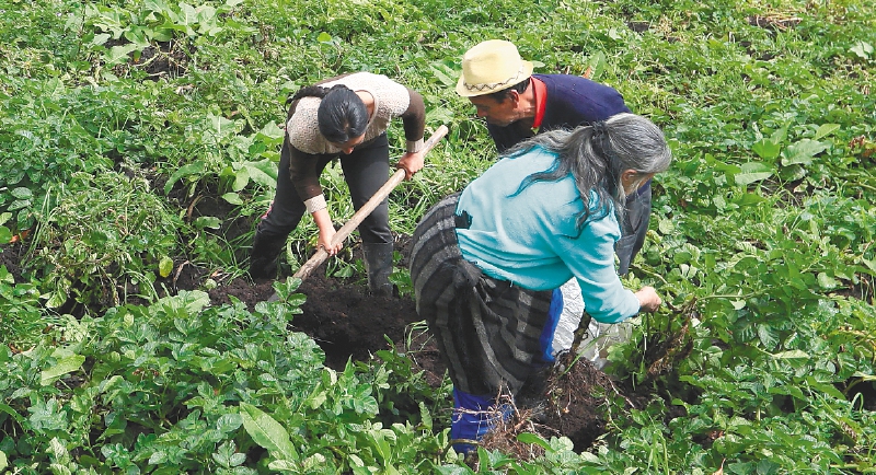 ACOMPAÑA CRÓNICA COLOMBIA AGRICULTURA