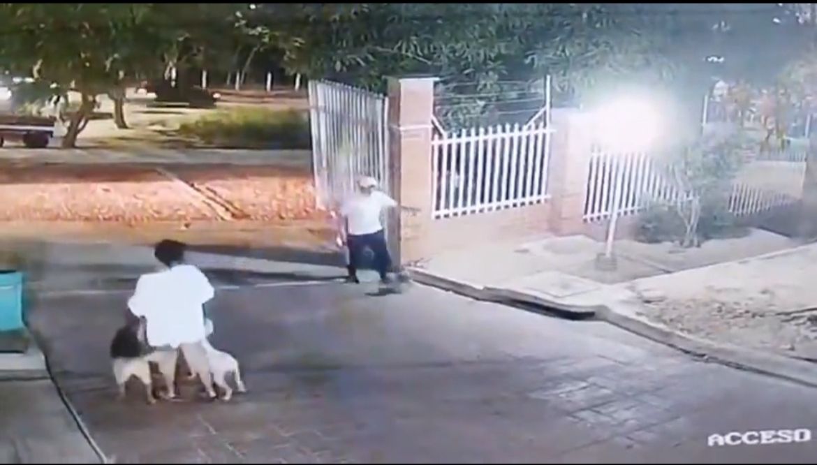 Ataque de pitbull que dejó a perro muerto y joven herido en Barranquilla