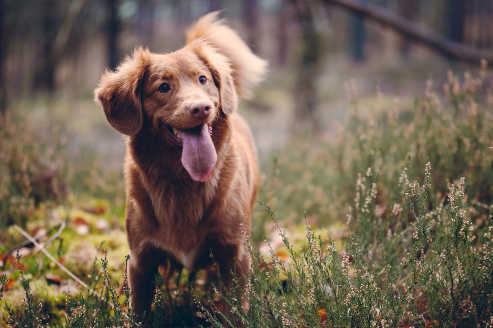 Un perro en una bosque