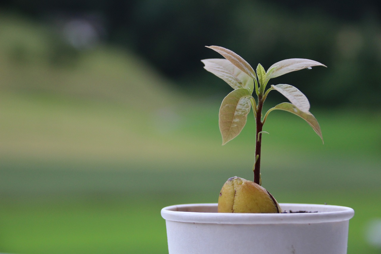 Huerta en casa: ¿cómo germinar la pepa del aguacate?