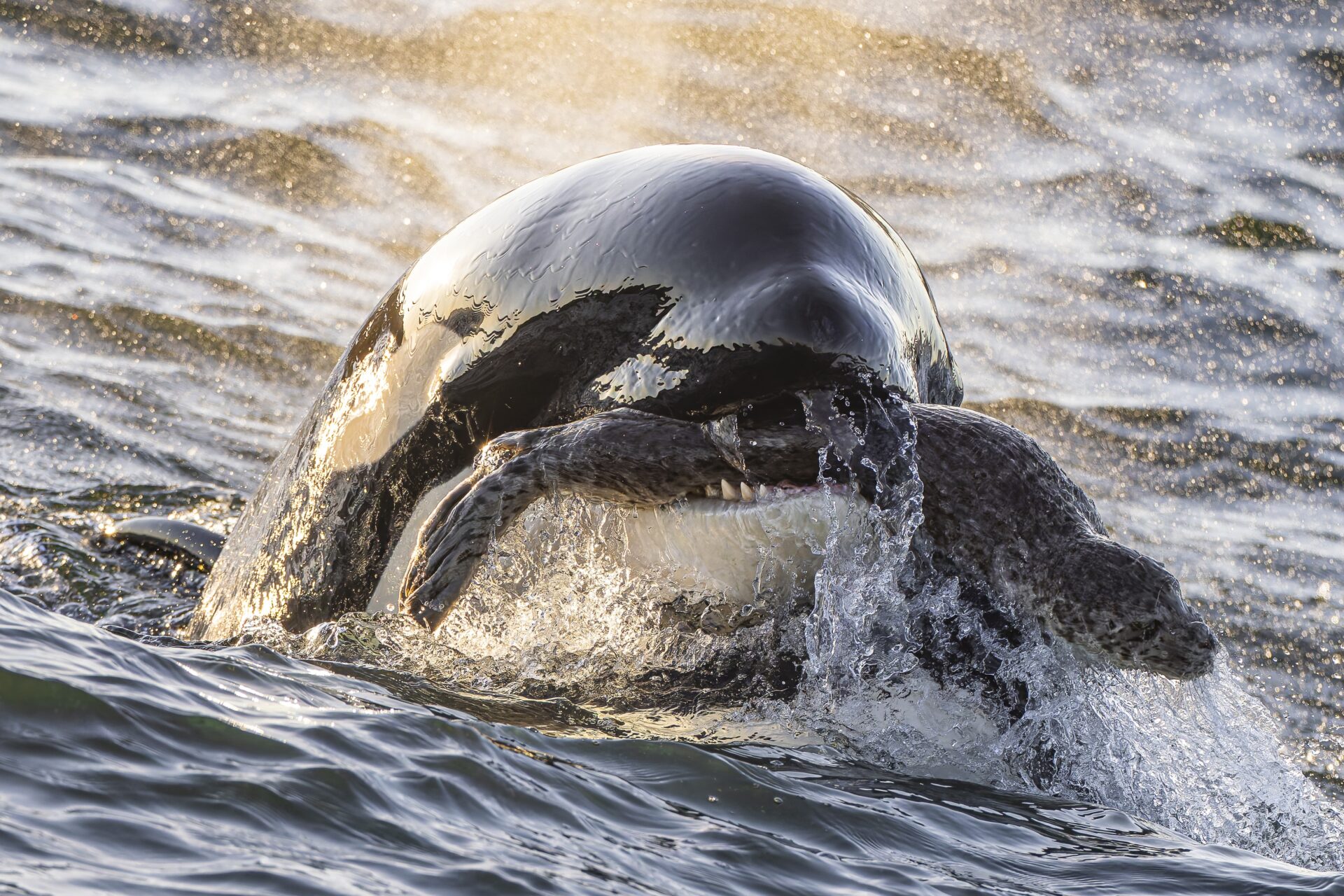 “Esta foto, tomada el 13 de julio de 2024, muestra a la orca Bigg de un año de edad T065B3, conocida como 'Rook', cerca de Bird Rocks, Washington”, dice Ling. “Con la brillante puesta de sol de fondo, Rook muestra con orgullo una foca común que encontró mientras su familia patrullaba cerca y que luego le ayudó a capturar”.