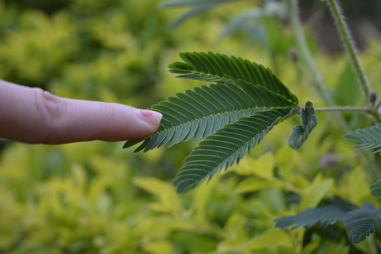Mimosa sensitiva: la planta que cierra sus hojas al tocarla