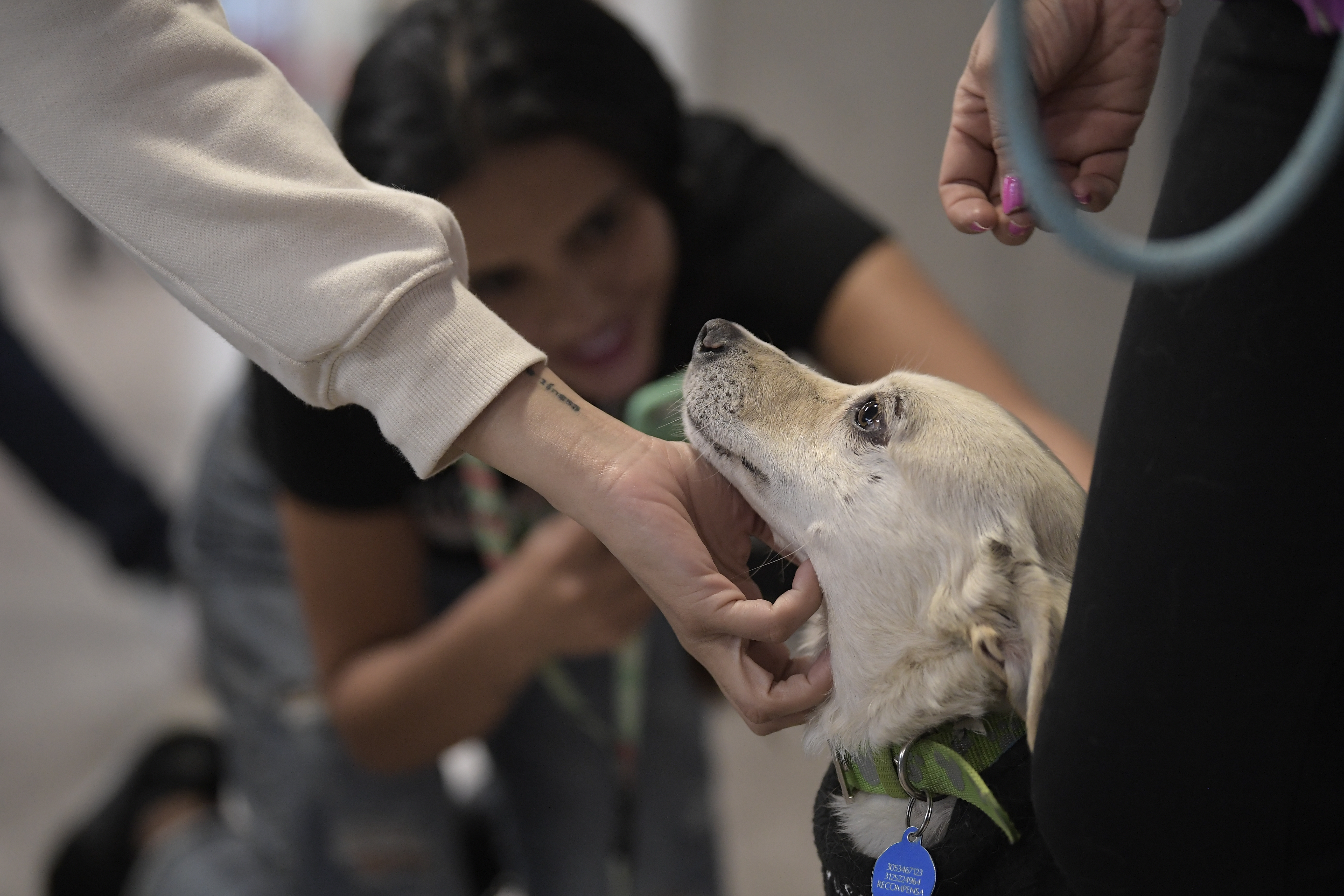 Este sábado se hará la primera gran jornada de adopción de animales en Cali