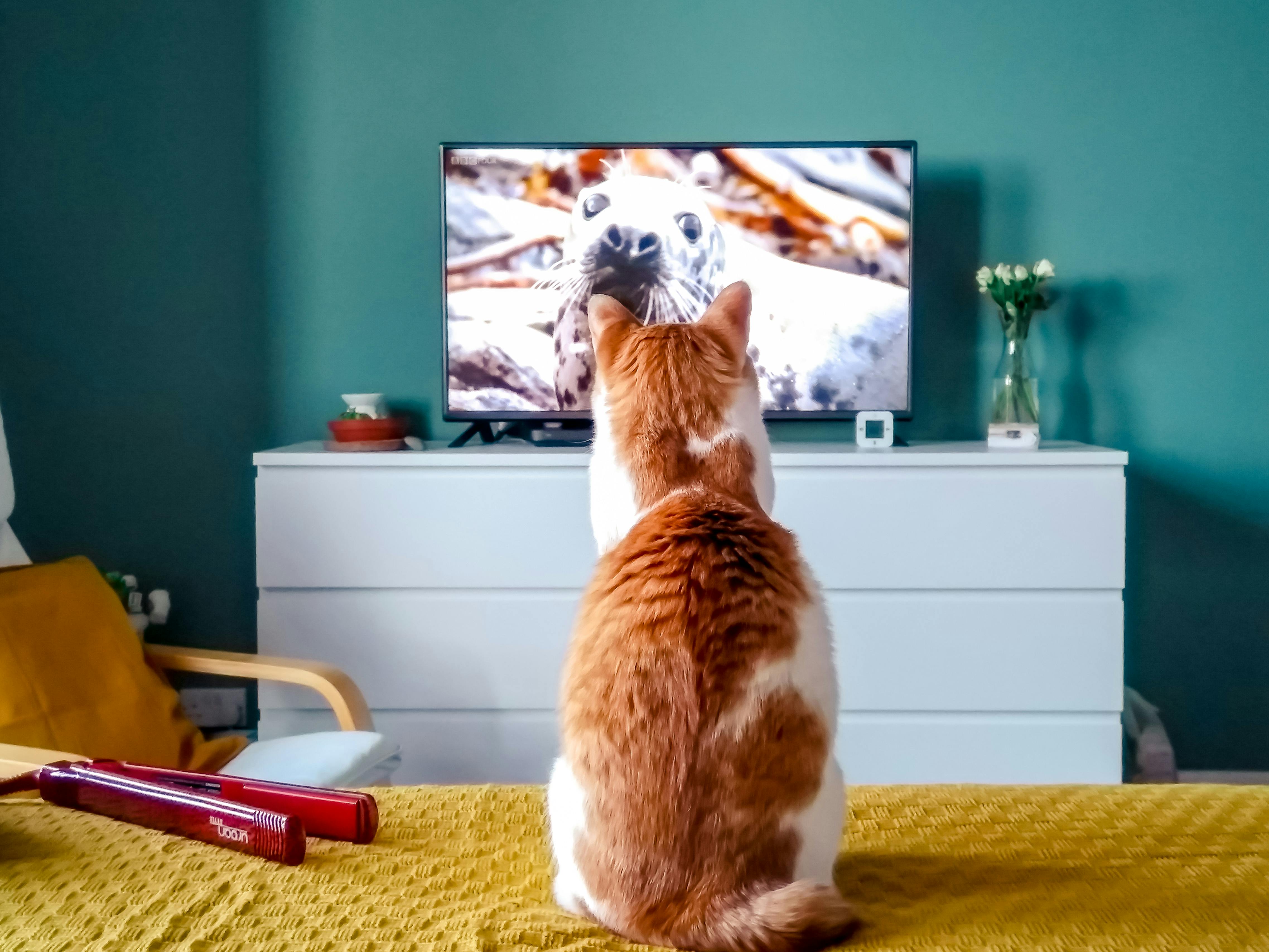 ¿Por qué a los gatos les atraen tanto las pantallas?