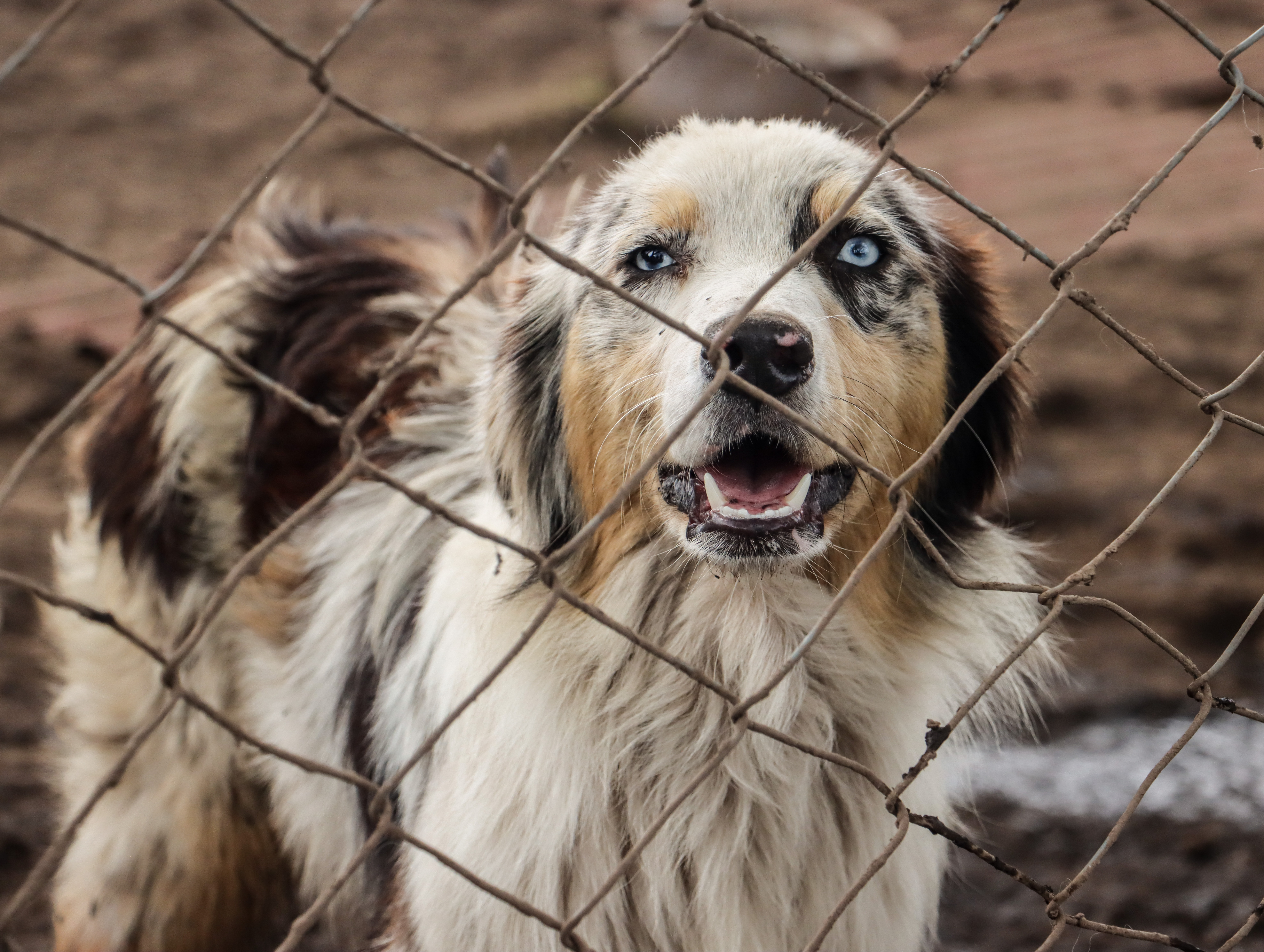 ¡Histórico! Imponen la mayor sanción económica por maltrato animal en Colombia