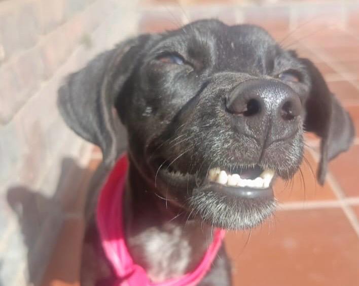 Angelita, la perrita rescatada en estado crítico en Bogotá, se recuperó y busca hogar