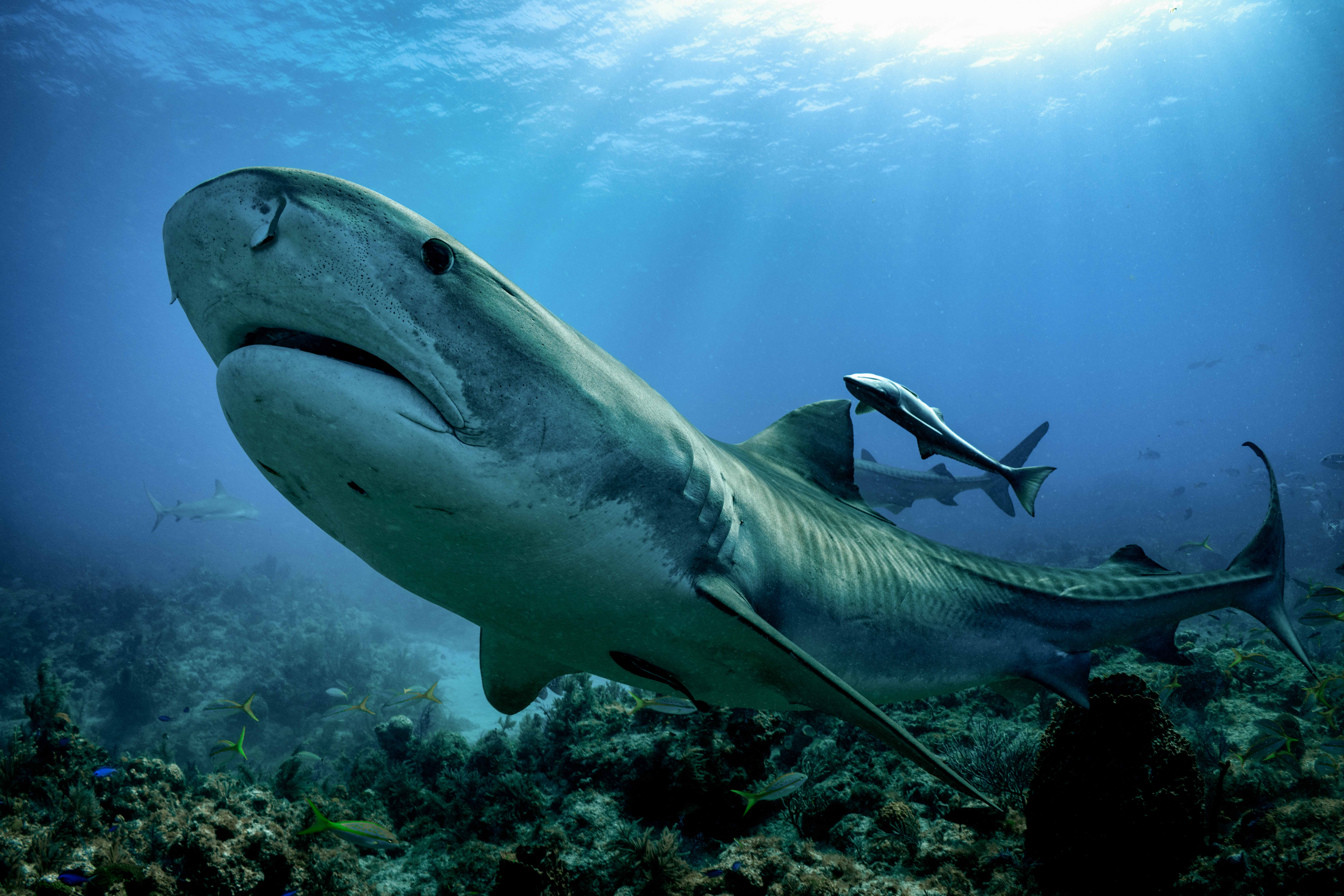 ¿Qué significa soñar con tiburones? Acá te lo explicamos