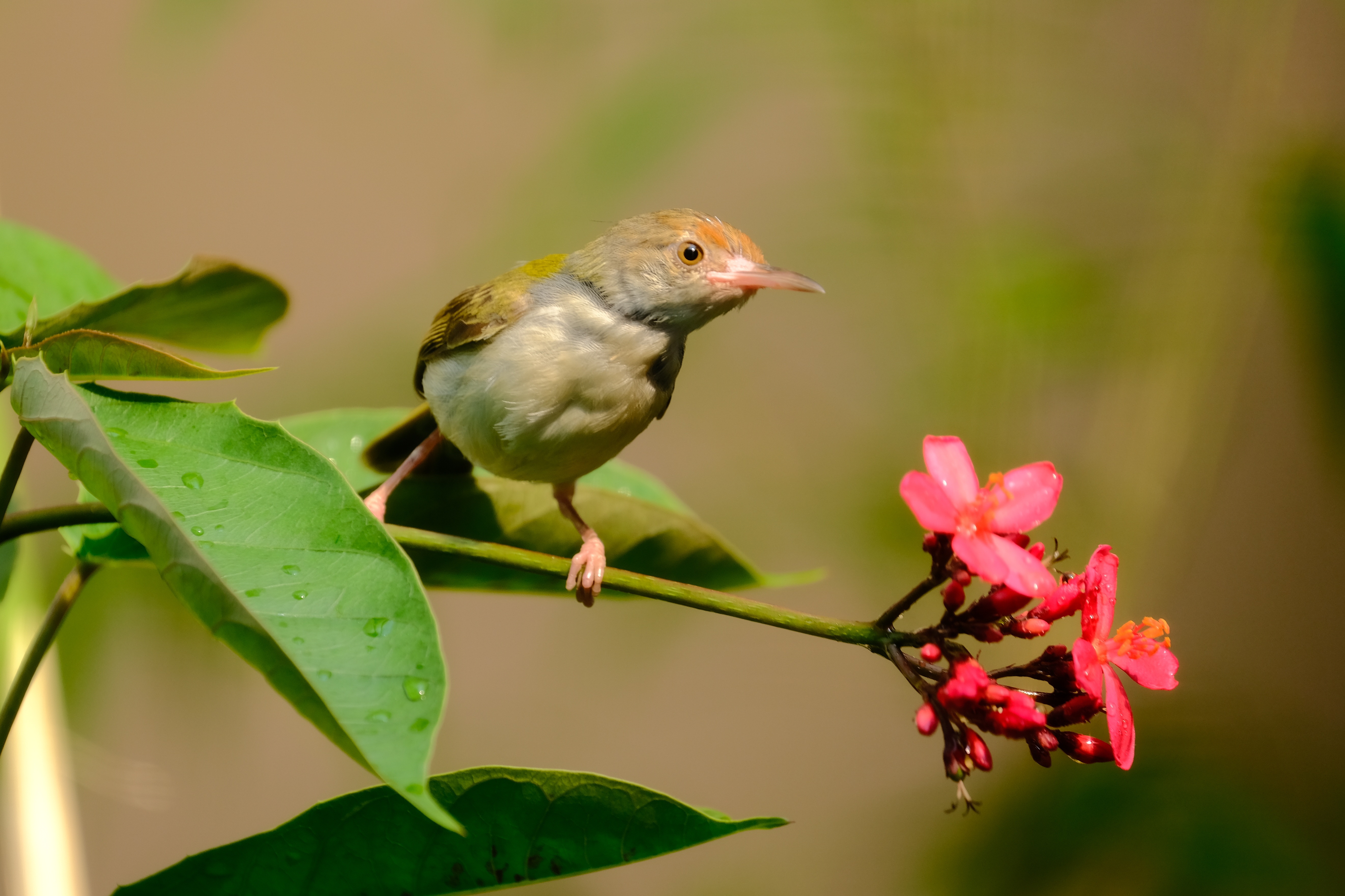 Sastre, el pájaro que teje con hojas como si fuera hilo, ¿dónde habita? Así son sus nidos