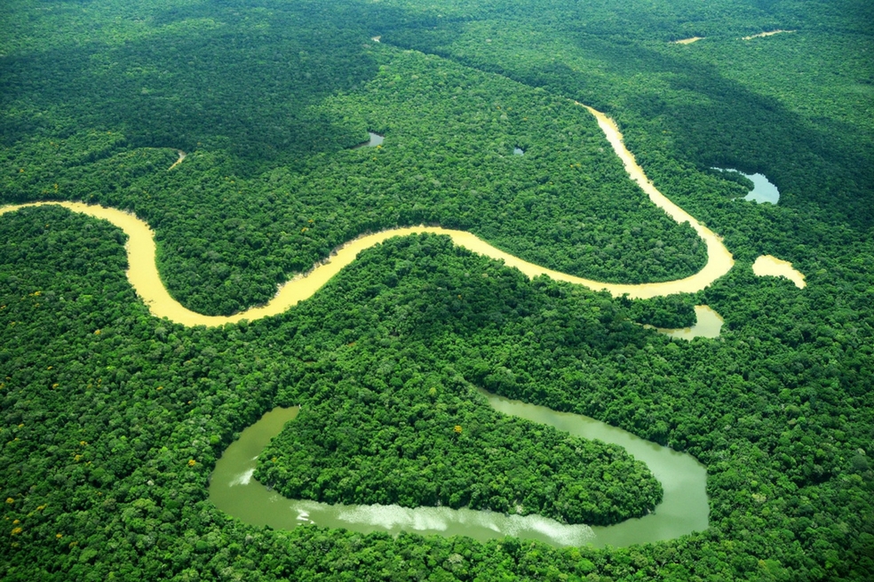 La mejor forma de proteger el bosque es usándolo