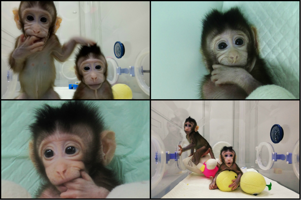 En fotos: Zhong Zhong y Hua Hua, los primeros monos clonados en China