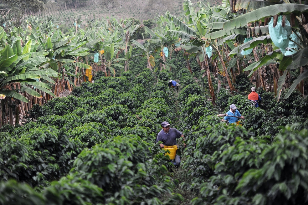 “Sofi” y “Acero verde”, las nuevas apuestas de Telecafé