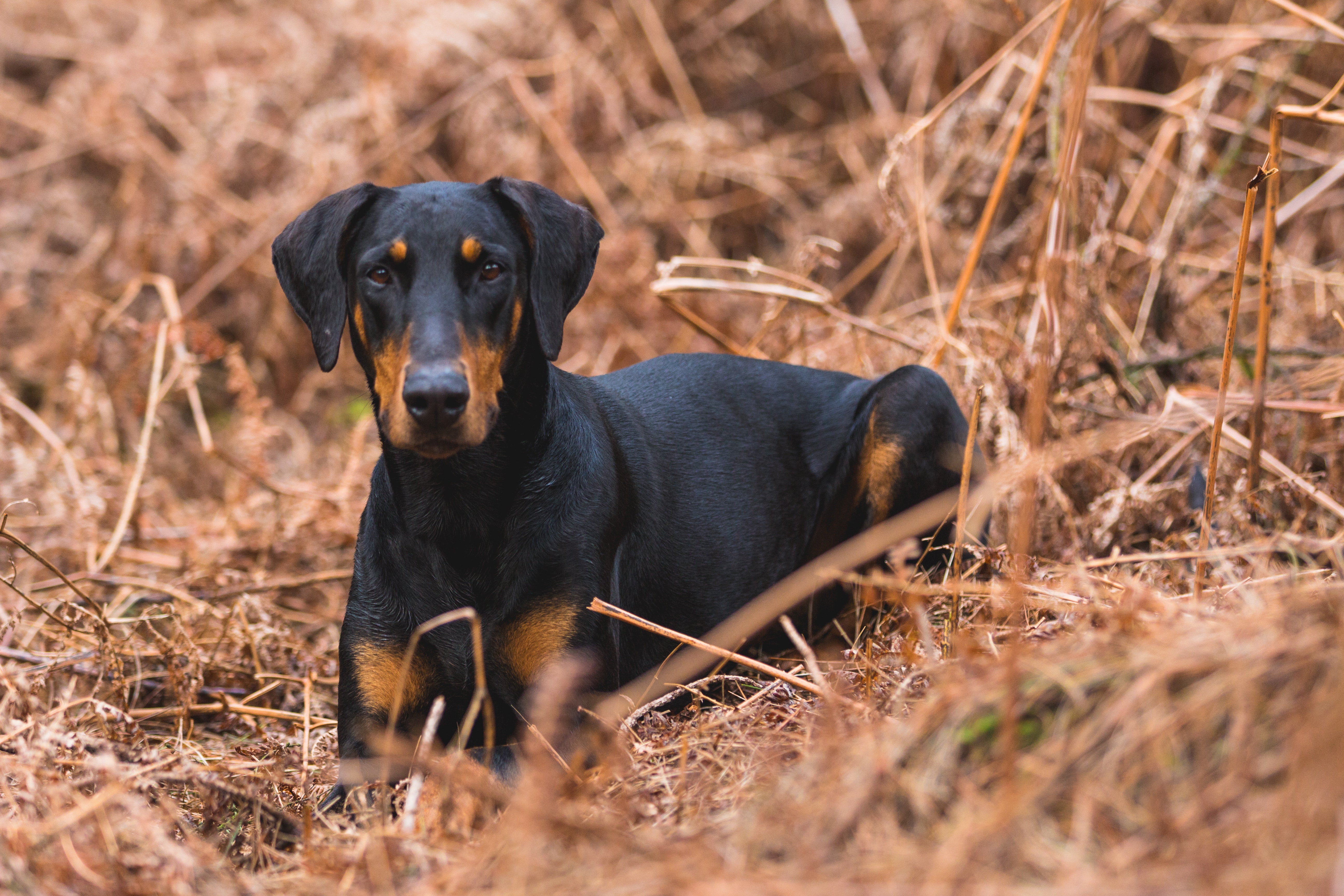 Doberman pinscher