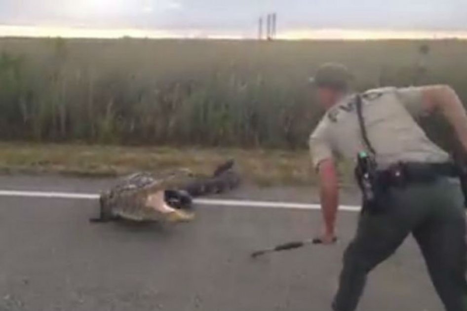 Caimán de tres metros de largo afectó tráfico en Florida, EE.UU.