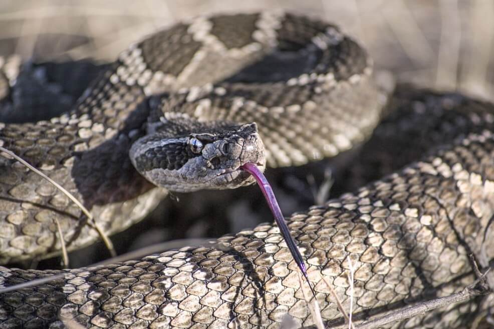 Es probable que los casos de morderura de serpiente se incrementen los próximos años debido a que las elevadas temperaturas ambientales las mantienen activas el doble de tiempo en el año. / Pixabay
