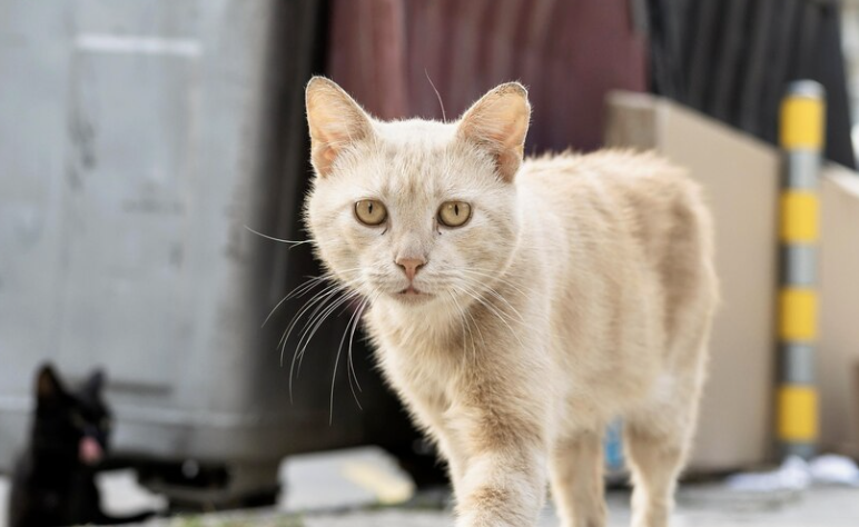¿Cuánto viven los gatos criollos?