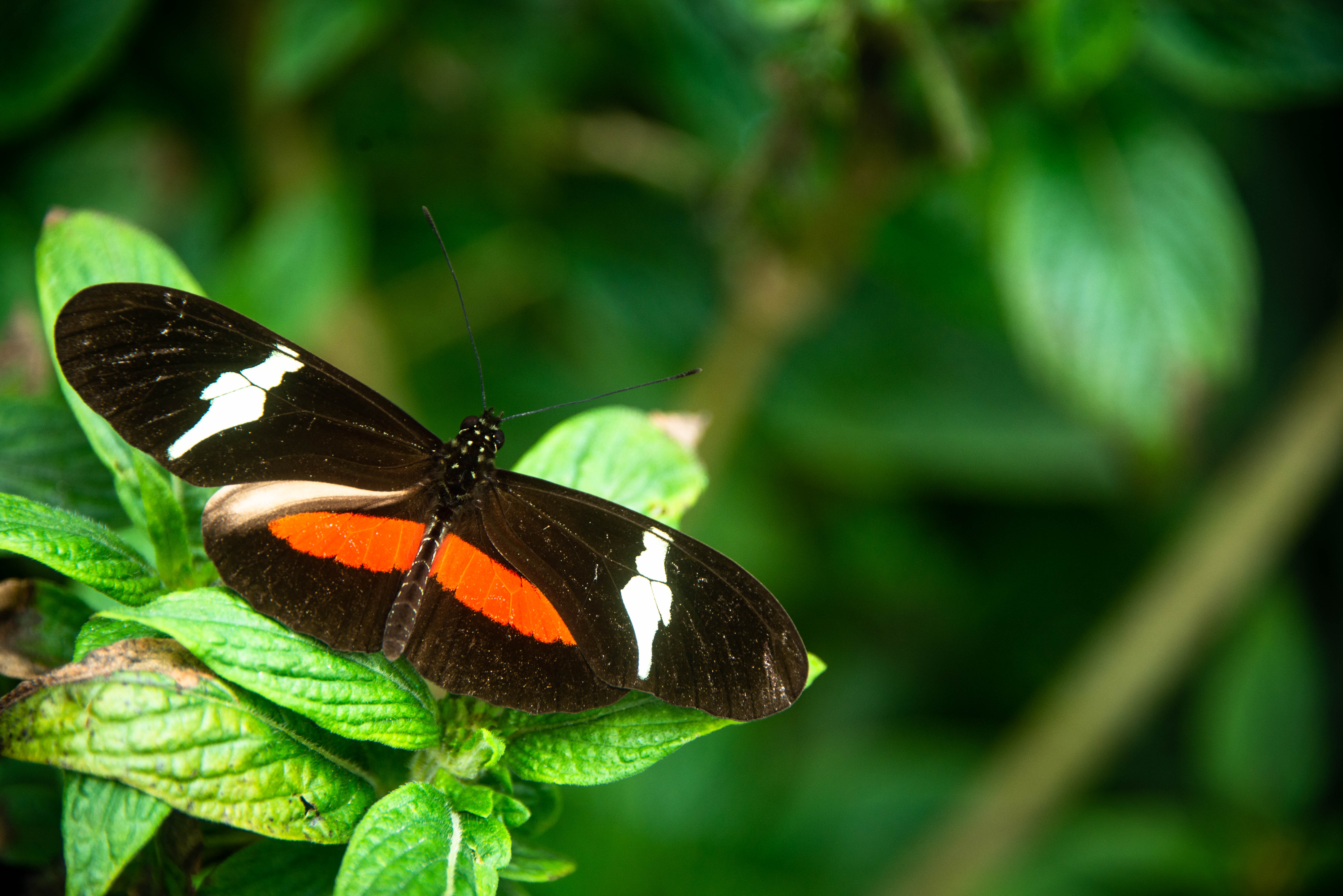 Nuevas pistas sobre el declive de poblaciones de abejas y mariposas