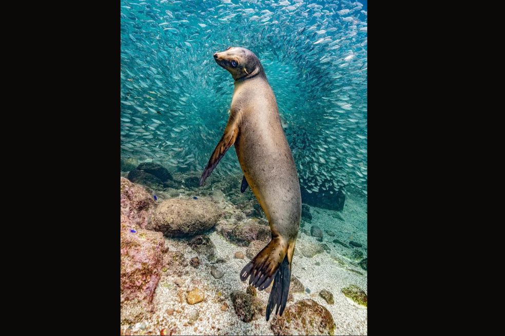 Fotografía del Año:
El león marino en Los Islotes fue tomada por Glenn Ostle. Explica que el animal se detuvo para posar para la cámara antes de bucear entre los grandes bancos de peces que rodean los islotes.
