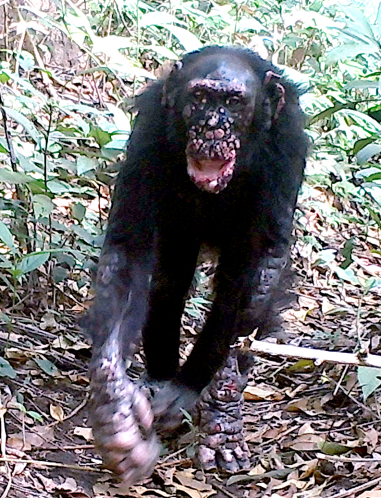 Lepra en chimpancés