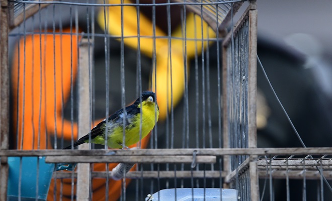 Tenían 22 aves silvestres como mascotas en Medellín: Policía las rescató