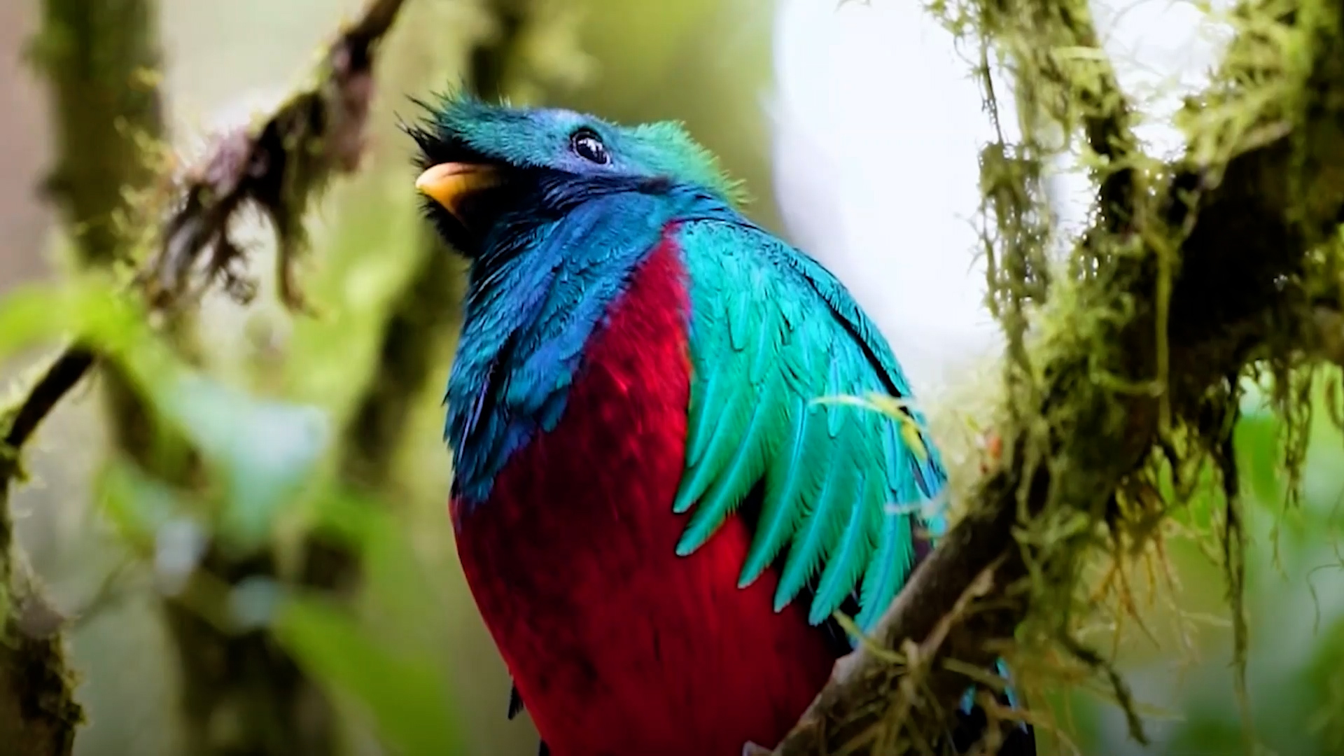 El Quetzal, una de las aves más bellas del mundo, está en peligro de extinción