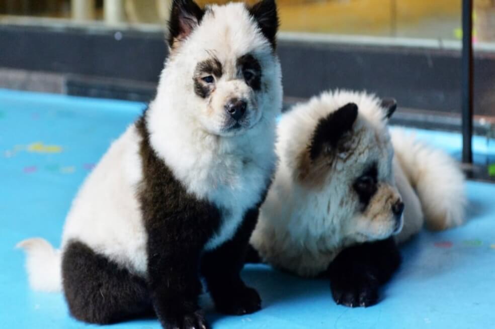 La cuestionada cafetería en China que pinta perros para hacerlos parecer osos panda